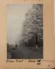 Silver frost, Camp Pinetree